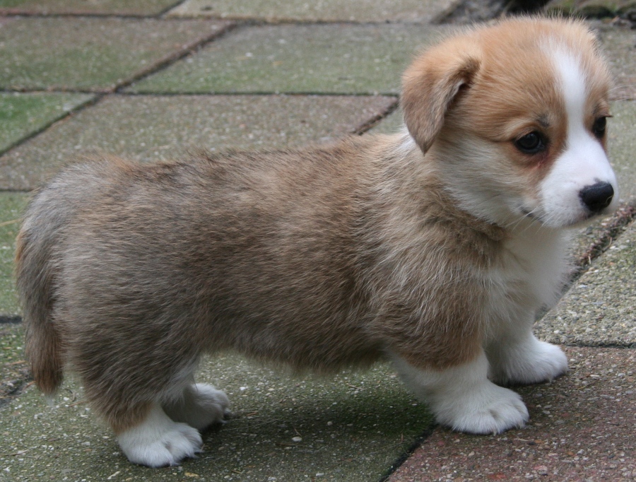 Puppies